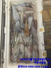 한치느나느나 아직시즌은끝나지않았습니다