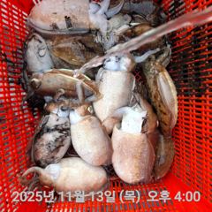 여수 투에스호 11월 13일 조황