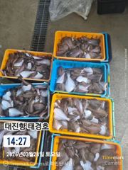 어구가자미.황열기