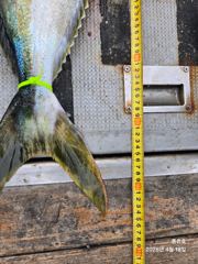 4월 18일 토요일 풍류호 지깅 조황입니다