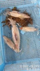 통영유림)오늘 먼바다한치이카메탈 출조 확정.자리여유.예약가능