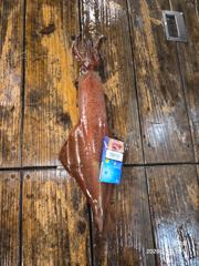 5월24일 풍류호 한치조황입니다