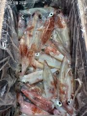 한치 오늘 두선단 조황 이만킁 예약가능합니다 