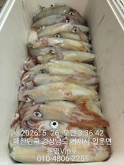 26일입항조항 마릿수 씨알굿굿 장난아니네!