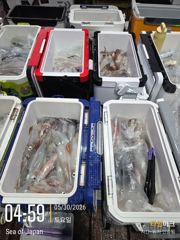 미사일[한치~한치]오늘은 여기까지~쿨러조황[월.화.수]예약가능