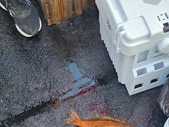 황열기 왕삼이는 뽀너스
