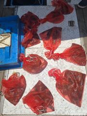 6월들어 수온이 올라가며 피문어 마리수 본격 시즌이 시작된거 같아요.
