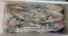 4일 한치 마릿수 먹물 폭탄 대박 한치 쿨러조황 일요일부터 자리여유많음 