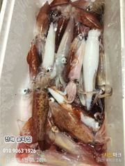 윤피싱 오늘도 한치 많이 잡아왔어요