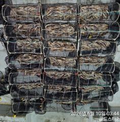 10일새벽 화살촉오징어 계속먹폭탄 장원2분 200수이상씩( 오늘예약중