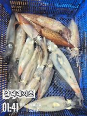 [한치]대포한치,쿨러,장원80수(금요일,출항확정,자리여유)