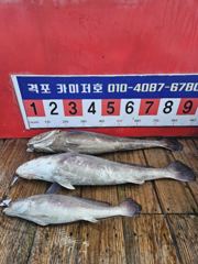 6월 21일 생미끼낚시 조황입니다.