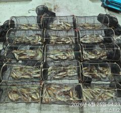 25일새벽 화살촉오징어 씨알급으로 퍽퍽퍽( 일요일부터예약중