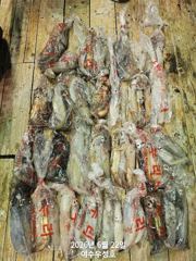 7월3일 대포한치 잡으러 출조합니다 