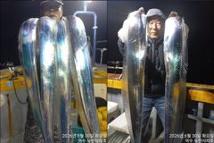 [뉴한사리호] 30일철수 갈치 좋은조황