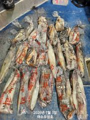 7월3일입항 대포한치 조항소식 입니다 