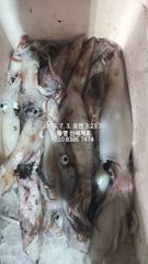 통영:한치조황 신세계호 3일.4일 철수조황