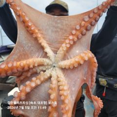 속초보스호 7/5 (일) 대(왕)문어조황...두분이서 타작을..
