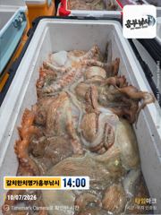 문어 실시간 퍽퍽 일욜 오전5시 출항 가능