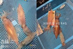 통영 수 은 호 <<>> 한치 조황입니다 한치 잘 올라옵니다 내일 토요일 자리여유 있습니다 (10단 다단,오모리채비 가능) 예약은 3361 4231 전화주세요~