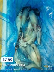 통영나이스피싱!!!  왕한치. 중치급 부터 콧물등  야간문어 퍽퍽합니다