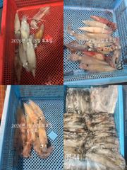 통영 수 은 호<<>> 한치 조황입니다 ((10단 다단,오모리 채비 가능)) 예약은 3361 4231 전화주세요~