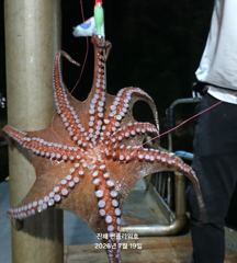 <야간 문어> 문어 뜯는 손맛 짱짱! 금,토,일~예약가능