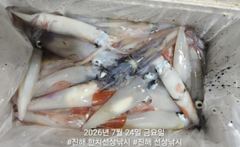 대포급 왕한치 먹물폭탄 쓸리걸이 한치 조항 오늘 2자리여유