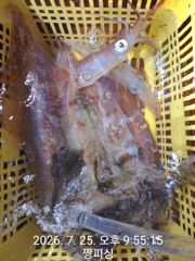 ((왕대포한치))간밤 대포들 씨알굿굿굿 쓰리ㆍ투ㆍ원 싹퍼담아 오늘오후4시 (예약가능자리완전텅텅 