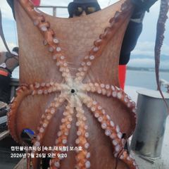 속초보스호 7/26(일) 대(왕)문어조황 ...크라켄도 나와주고.....