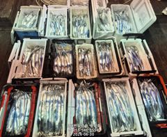 8월부터 갈치텐빈 출항합니다,예약가능(8월3일부터~) 