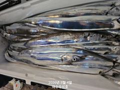 8월4일입항 대갈치 조황소식 입니다