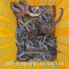 암초 포인트 문어 씨알