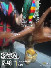 [통영] 돌문어 야간조황 ~ 시원하게 다녀왔습니다~