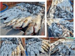 오늘의조황 - [ 고강호 ] 8월 4일 [ 비상!! - M급 + 999+8888 따오기만 9마리 ] [ 인천배낚시 청마피싱 / 인천선상낚시 / 인천낚시배 ] - 인천 영종도 선상낚시 청마피싱,피싱스토리