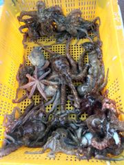 삼천포 물새호 문어조황 ㅇ