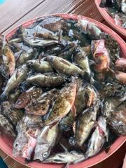 삼천포 물새호 낮볼락조황
