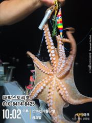 [통영] 사량도 돌문어 야간낚시~덩치급 kkk