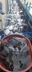 오늘의조황 - 8월 7일 뉴용궁호 대박 조황입니다 - 신진레저낚시