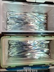 [진해] 내만갈치 마릿수 좋고 씨알커졌어요 오늘예약가능합니다