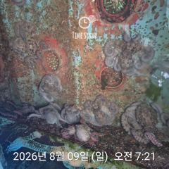 암초 포인트 문어 낚시