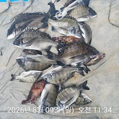 삼천포 내만권 감성돔