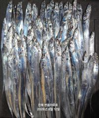 12일,입항<내만 갈치>갈치사냥gogo~오늘 수,목,금~예약중