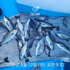 삼천포 내만권 감성돔