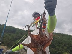 오늘 쫙~쫙 달라붙어 올라오는 굵고 묵직한 야간~돌문어 잡으러 출조 갑니다 @ 오늘~예약가능