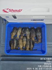 (무늬오징어)팁런에 반응 시즌 OPEN~고잉메리호 달립니다(13일 예약)