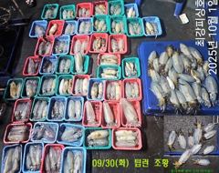 무늬 팁런 본시즌~폭발적인 마릿수 스타뚜!!! 13일 예약중!!!