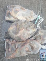 돌문어 출조 (광복절 휴일 15일,16일 17일 모집중)