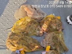[사천] 문어 오늘오전10시출조확정,토요일오전5시출조