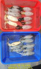 13일(목) 무늬오징어 야간팁런 - 8분이 127개